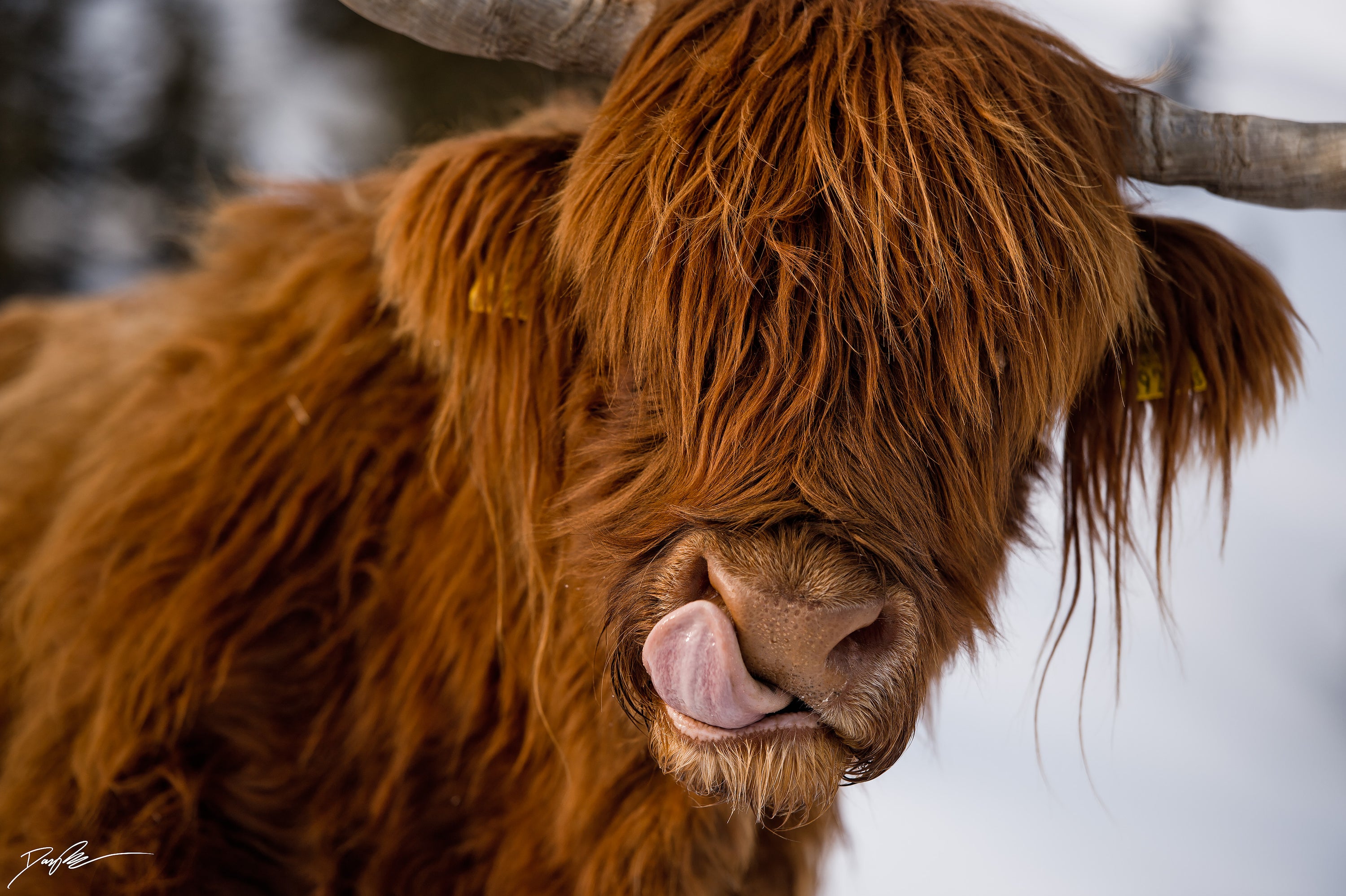 Ginger